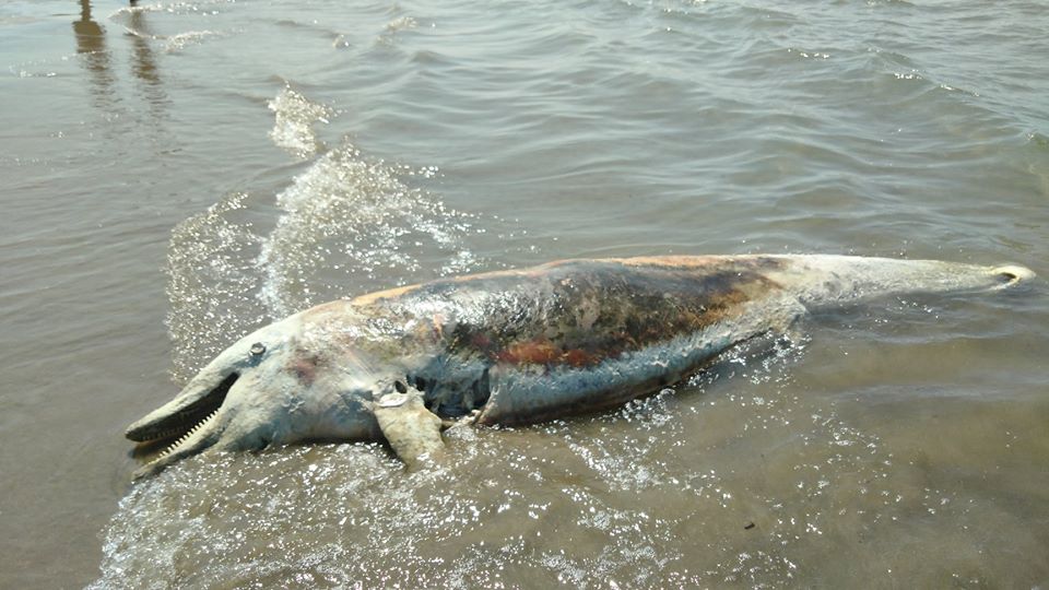 “O i shkreti Delfin, çfarë t’u desh që erdhe nga anët tona”