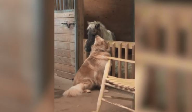 Për orë të tëra pranë mikut të saj së sëmurë, dashuria e qenit shpëton ponyn