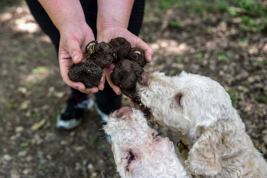 Gjuetia e “Arit të Zi”, lufta për tartufin mes grupeve rivale në pyjet shqiptare