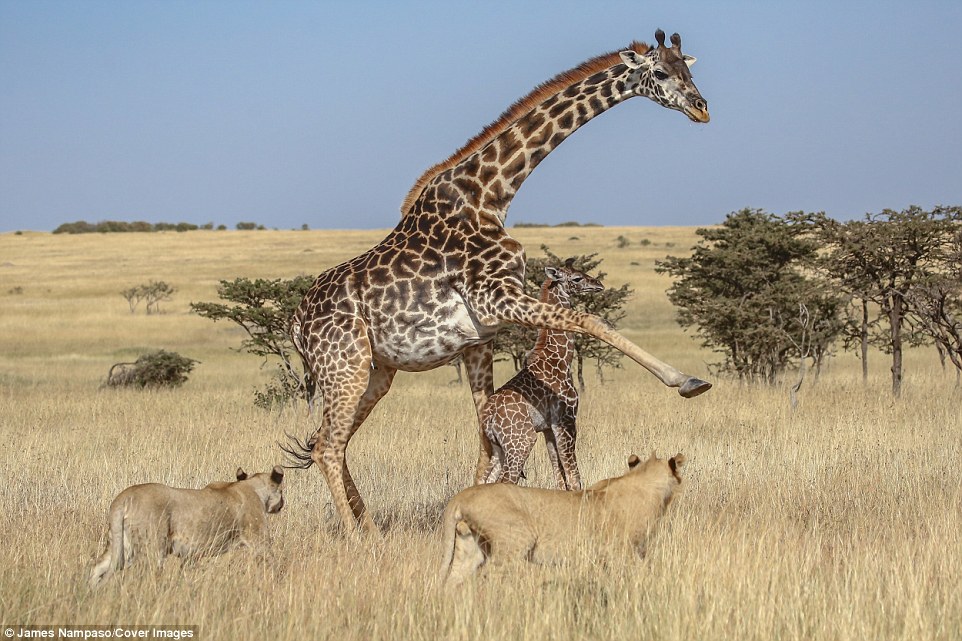 FOTOT/ Beteja për jetë a vdekje mes luanëve dhe xhirafës