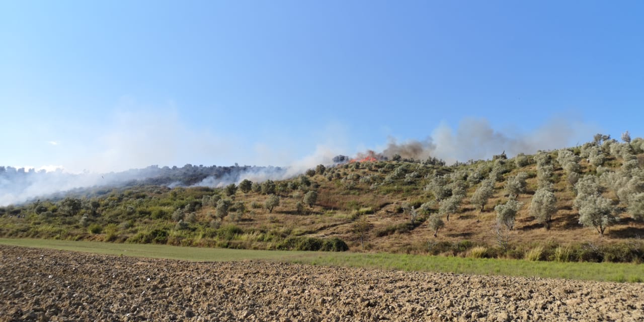 FOTOT/ Zjarr në Lushnje, digjen dhjetëra rrënjë ullinj