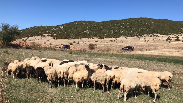 Futi 121 bagëti kontrabandë nga Greqia, e pëson 57-vjeçari