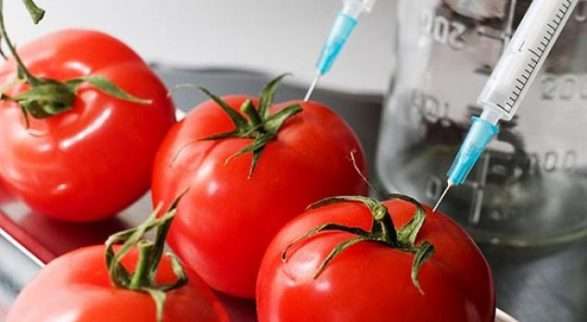 Greqia asgjëson 4.6 ton domate me pesticide nga Shqipëria e Italia