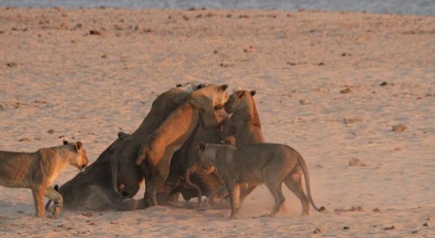 Elefanti që fiton luftën me 14 luanë!