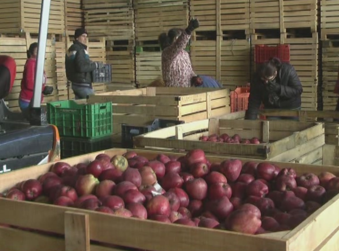 Korçë, mungon tregu, mollët mbeten stok