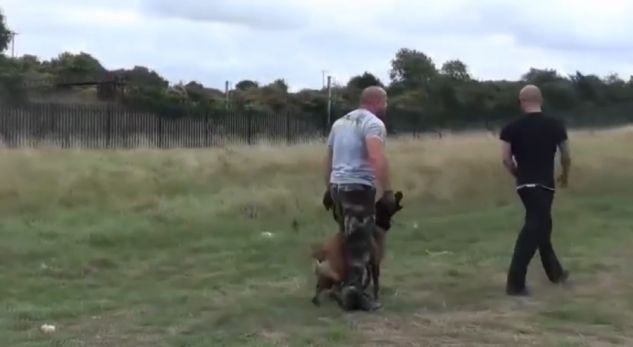 VIDEO/ Shikoni si e mbron qeni kujdestarin e tij