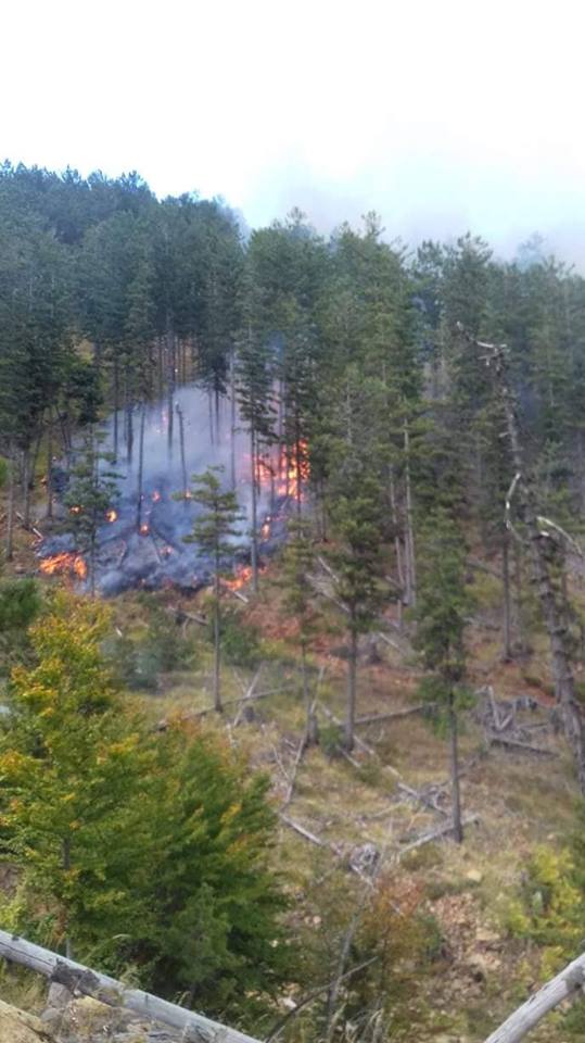 Merr flakë parku i Lurës, digjen pyjet me pisha