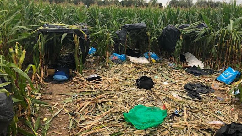 Shqiptarët mësyjnë Anglinë, prishin të mbjellat në Holandë