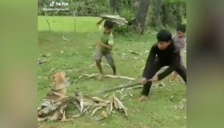 VIDEO/ Gjarpri gjigant mbërthen qenin, shikoni çfarë bëjnë fëmijët