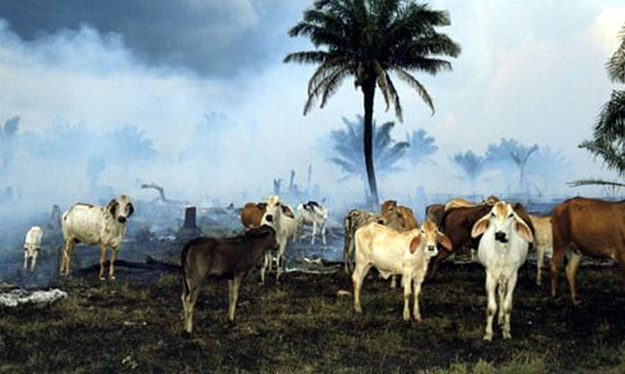 Bota në rrezik, njerëzit kanë zhdukur 60% të kafshëve në 50 vitet e fundit