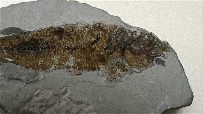 Gjendet fosilja 150 milionë vjeçare e një peshku