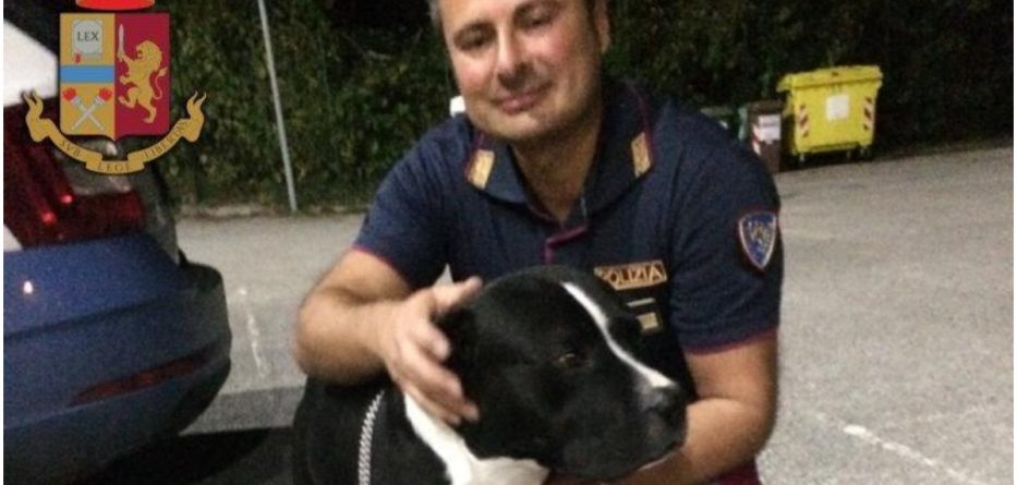 Kapet shqiptari me drogë, mbante “Pit Bull” për të trembur policët