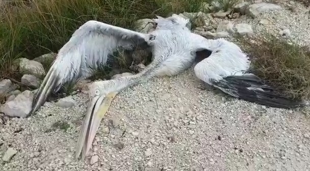 FOTOT/ Masakra e gjuetarëve, vrasin pelikanin kaçurrel