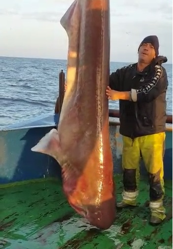 VIDEO/ Kapet peshkaqeni gjigant në Durrës, plot 400 kg dhe 3.85 m -