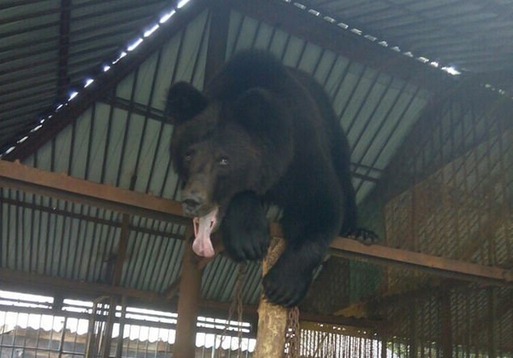 VIDEO / E sulmoi ariu… Gruaja 53-vjeçare në gjendje të rëndë