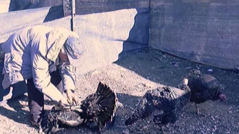 Lezhë, hapet panairi i gjelit të detit