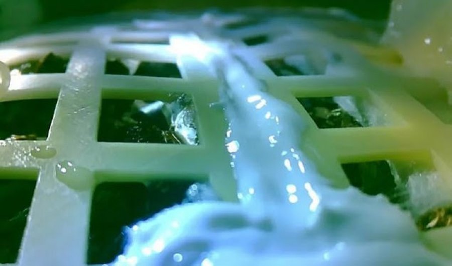 Hënë/U vyshken fidanët kineze të pambukut