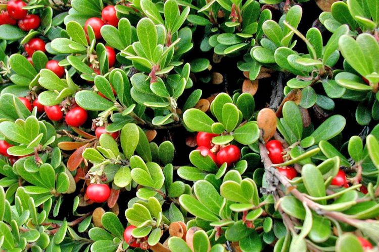 VIDEO/ Gërdeci, fruti magjik me shumë sekrete mjekësore