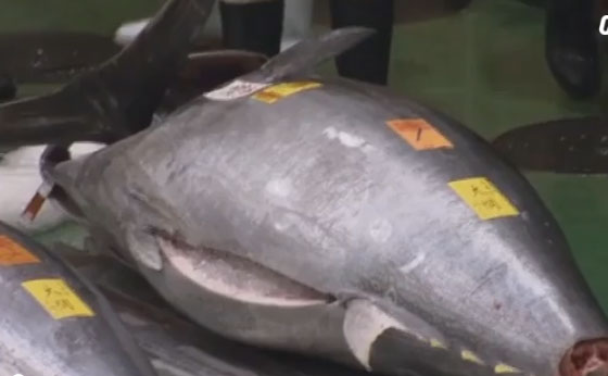 Ndodh në Japoni/ Peshku ton shitet në ankand për 2,7 milionë euro