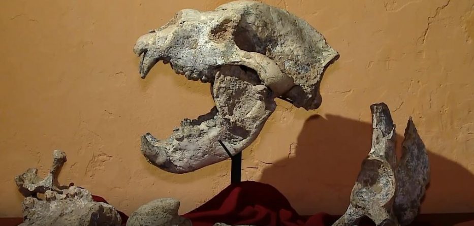 Zbulohet fosili i ariut 700 mijë vjeçar