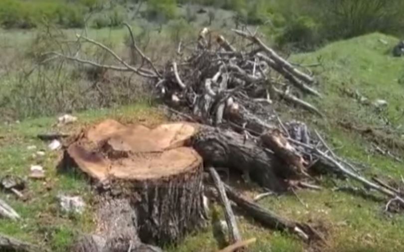 Ndjekje penale kompanisë për prerjen e pemëve në parkun e Zagorisë