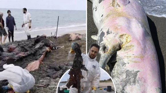 FOTO/ Balena gjendet e ngordhur me stomakun plot qese plastike, u mbyt nga mbeturinat