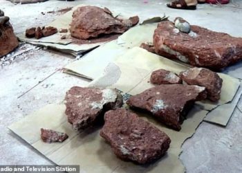 Zbulimi/Fëmija aksidentalisht gjen dinosaurin 66 milionë vjeçar
