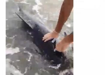 FOTO/ Delfinët surprizojnë pushuesit në plazhin e Vlorës, ata i ndihmojnë të futen në thellësi