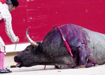 FOTO/ Fundi i përgjakshëm i demit dhe imazhet e tmerrshme të kafshëve në festivalin vjetor në Pamplona