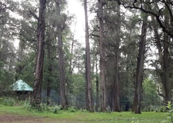 “Trashëgimia e Gjelbër”/ Etiopia mbjell mbi 350 milionë pemë në 1 ditë, rekord botëror