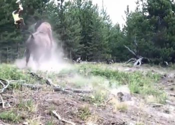 VIDEO e tmerrshme kur bizoni gjigand godet 9-vjeçaren gjatë vizitës në Parkun Kombëtar