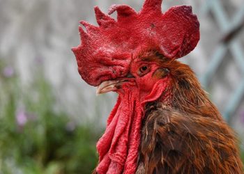 Gjyqi që po merr vëmendje të madhe në Francë, gjeli paditet pse këndodnte herët në mëngjes