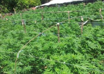 Pranga 20-vjeçarit në Lushnje, kishte kthyer oborrin në ‘serë’ kanabisi