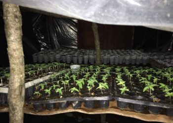 Kultivonin kanabis në Selenicë, pranga dy vlonjatëve