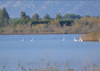 Hetimi dy vjeçar nxjerr në dritë skemën e tjetërsimit të tokave në Lezhë, bllokohen 33 pasuri në bregdet