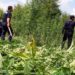 Asgjësohen disa bimë narkotike në Vlorë, në pranga kultivuesit