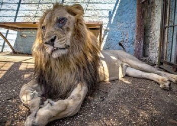 U “torturua” në Fier, luani Zhak ngordh në Holandë