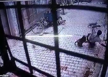 VIDEO/ Banda e majmunëve rrahin keq një burrë, e shpëton fqinji me shkop