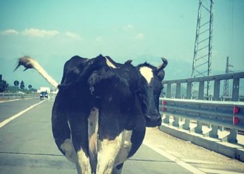 FOTOLAJM / Një lopë në autostradën Tiranë-Durrës, por të paktën në drejtimin e duhur