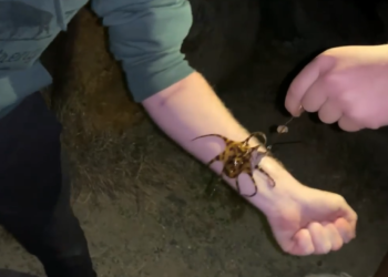 VIDEO/ E pabesueshme, oktapodi vrasës, të pickon pa e kuptuar dhe vdes brenda pak minutash