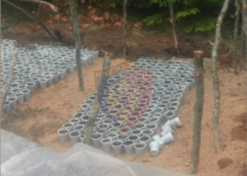 Kanabis nga Tirana në Bulqizë, policia sekuestron mbi 1 mij rrënjë, tre në pranga