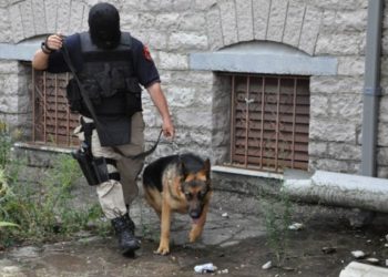 VIDEO / Ja si qeni i Policisë në Tiranë zbulon kokainë në lokal