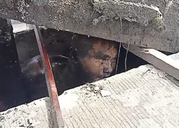 VIDEO/ Trafikanti i drogës iu fsheh policisë për 24 orë në kanalet e kullimit, por…