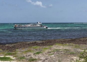 Leshterikët po prishin pushimet e turistëve, pushtojnë brigjet nga Meksika në Florida