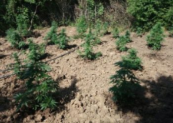 Kishte mbjellë 60 rrënjë kanabis në Gjirokastër, pranga 40-vjeçarit