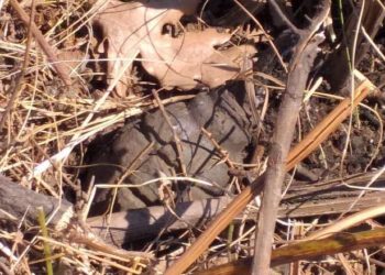 Gërmimet na kujtojnë edhe histori të dhimbshme, në Apoloni gjendet një granatë e Luftës së Parë Botërore