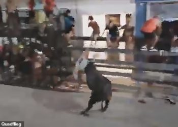 VIDEO/ Demi i tërbuar i ngul brinjët dhe fluturon në ajër turistin francez