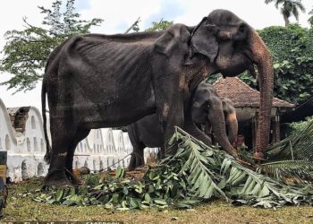 VIDEO/ Elefanti 70-vjeçar i bërë kockë e lëkurë prek zemrat e njerëzve