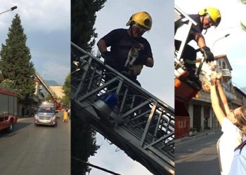 Macja kishte mbetur në majë të selvisë, shpëtohet nga forcat zjarrfikëse të Tiranës