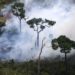Zjarret në Amazonë, ‘kryqëzohet’ ministri brazilian